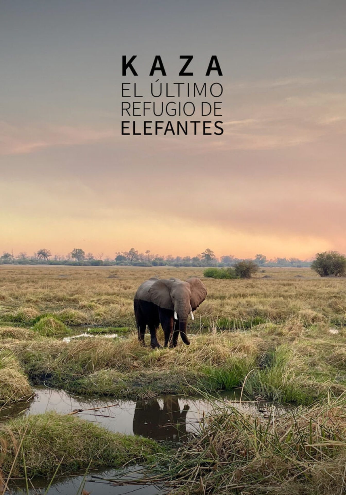 La première mondiale de « KAZA. Le dernier refuge des éléphants » ouvre SUNCINE, l'événement majeur du cinéma environnemental.