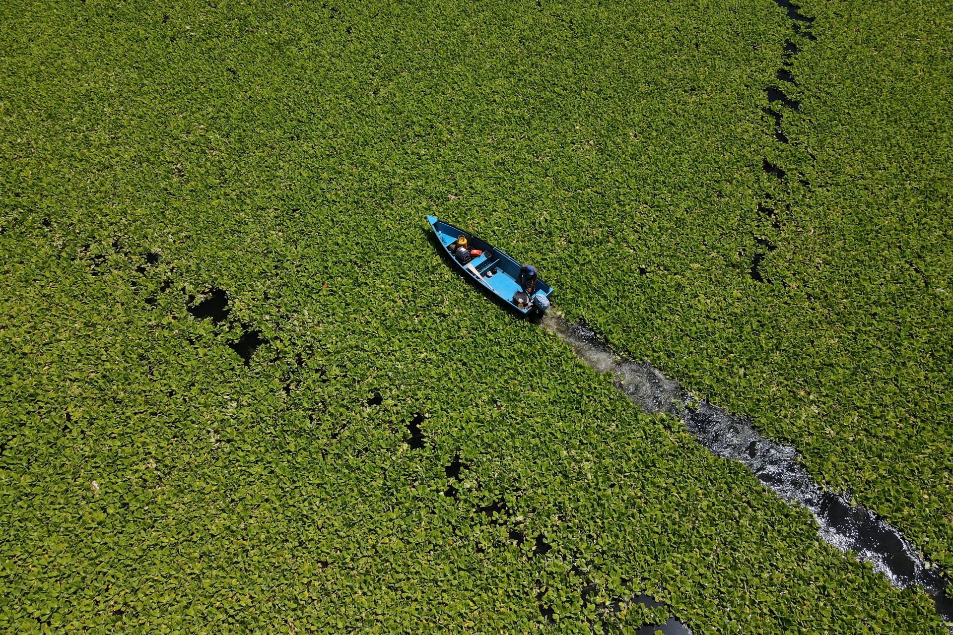 Five invasive aquatic species from South America are proliferating in the world's rivers and lakes.