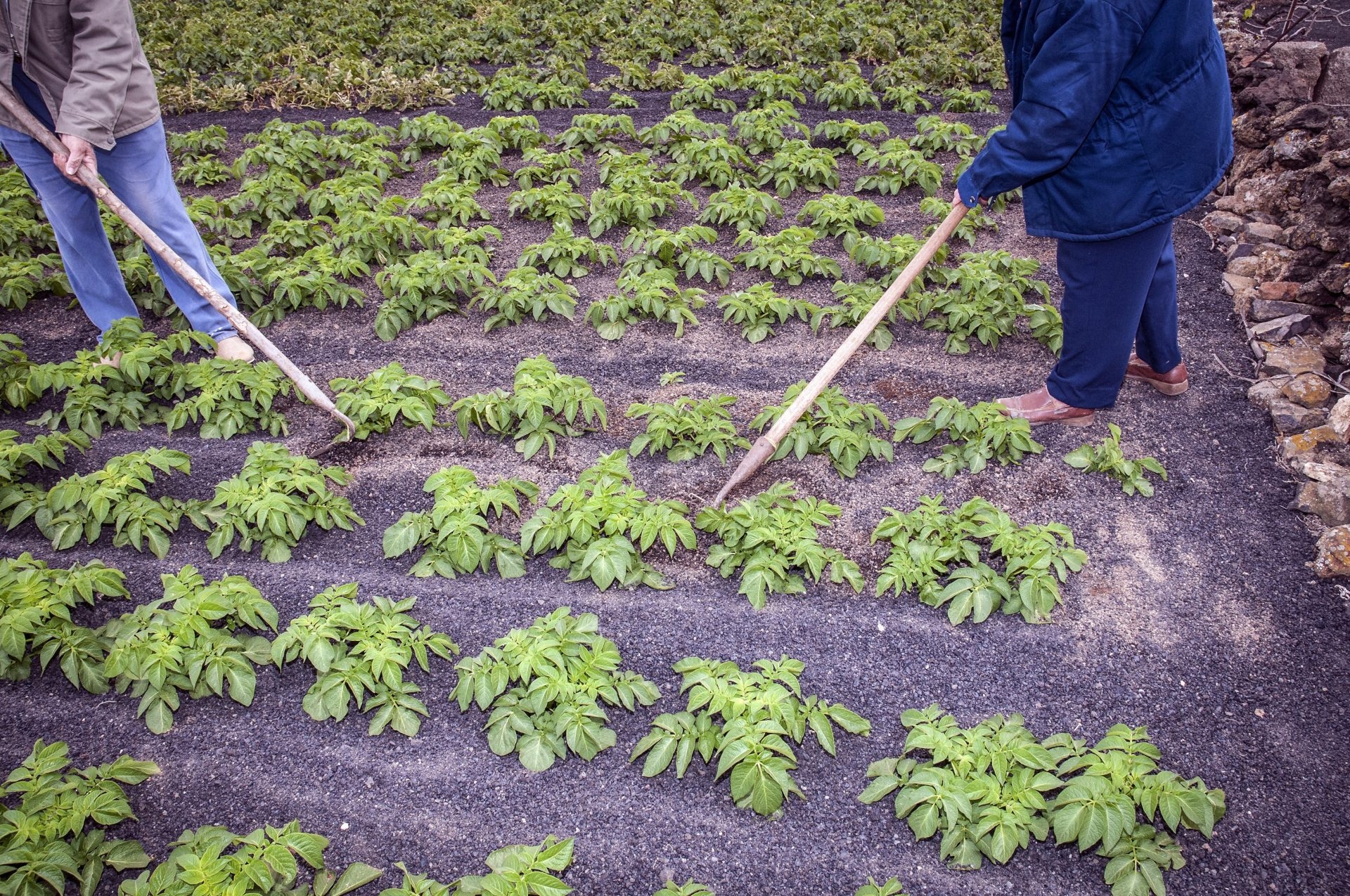 Arraigada en la tradición, orientada hacia al futuro: la agricultura tradicional como solución climática. Por Qu Dongyu (director general de la FAO)