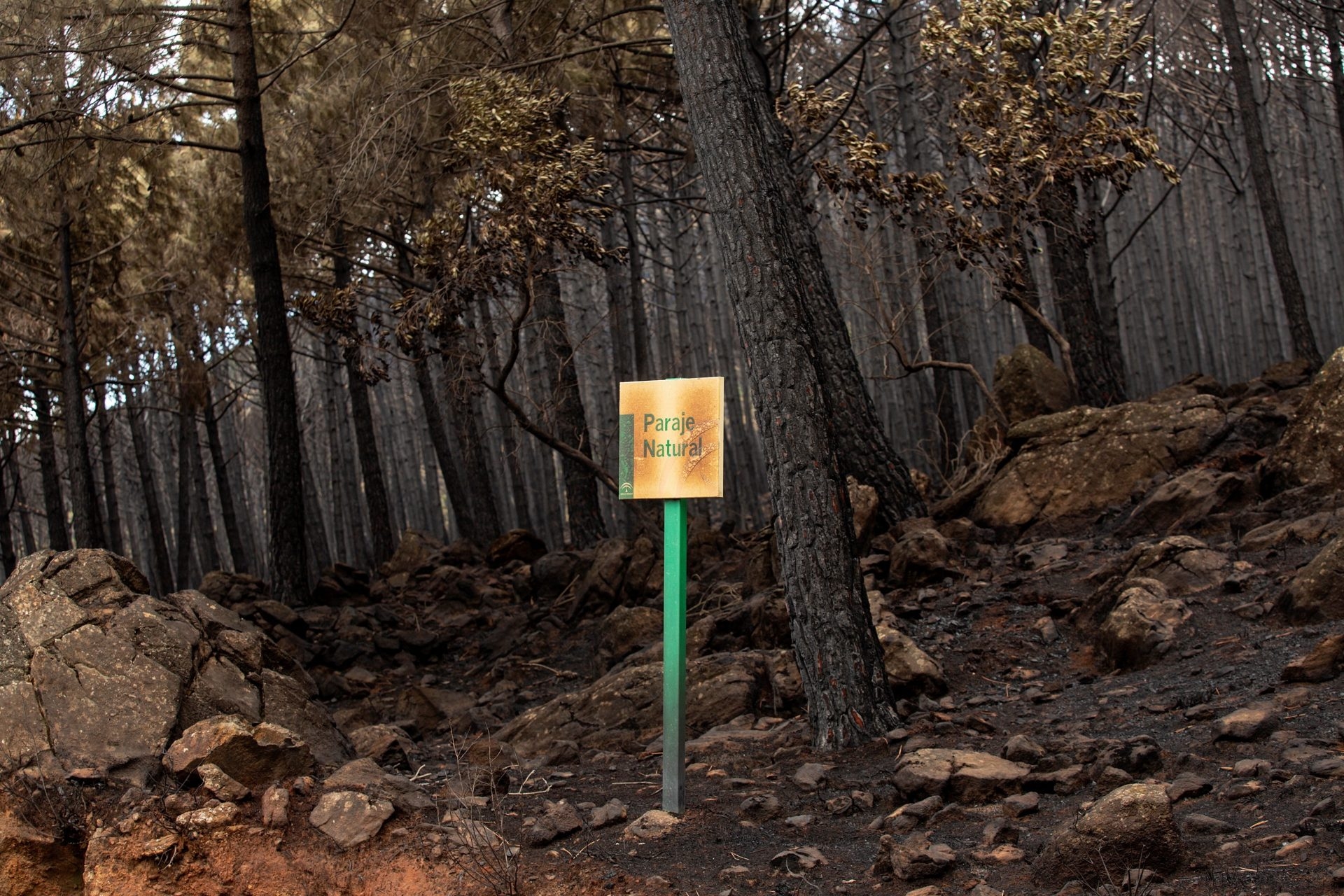 Un estudio revela el impacto de las repoblaciones de pino en los incendios forestales