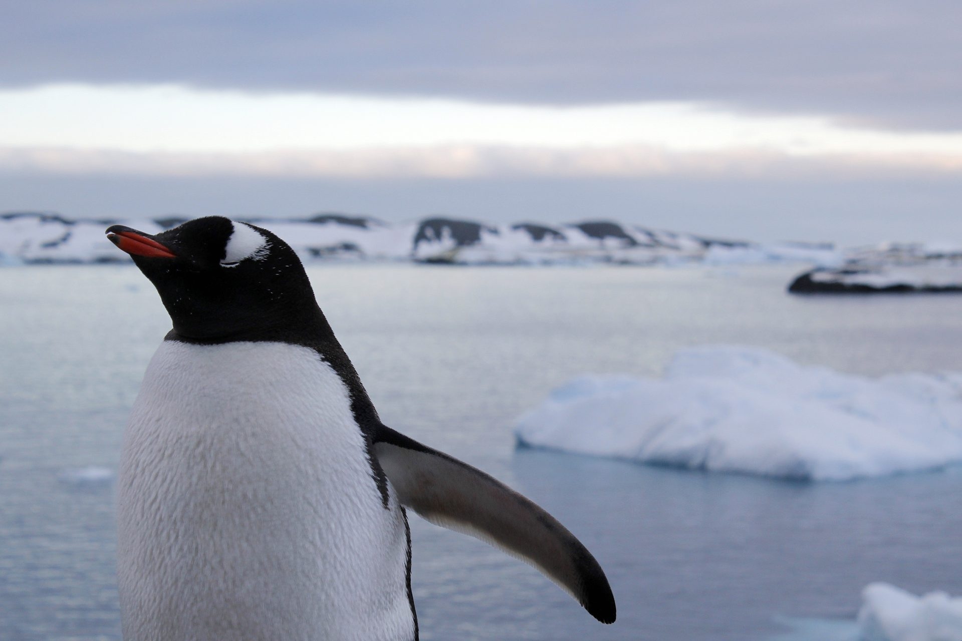 Espagne, il est temps de regarder vers le sud : protéger l’Antarctique, c’est se protéger nous-mêmes. Par Olivia Mandle