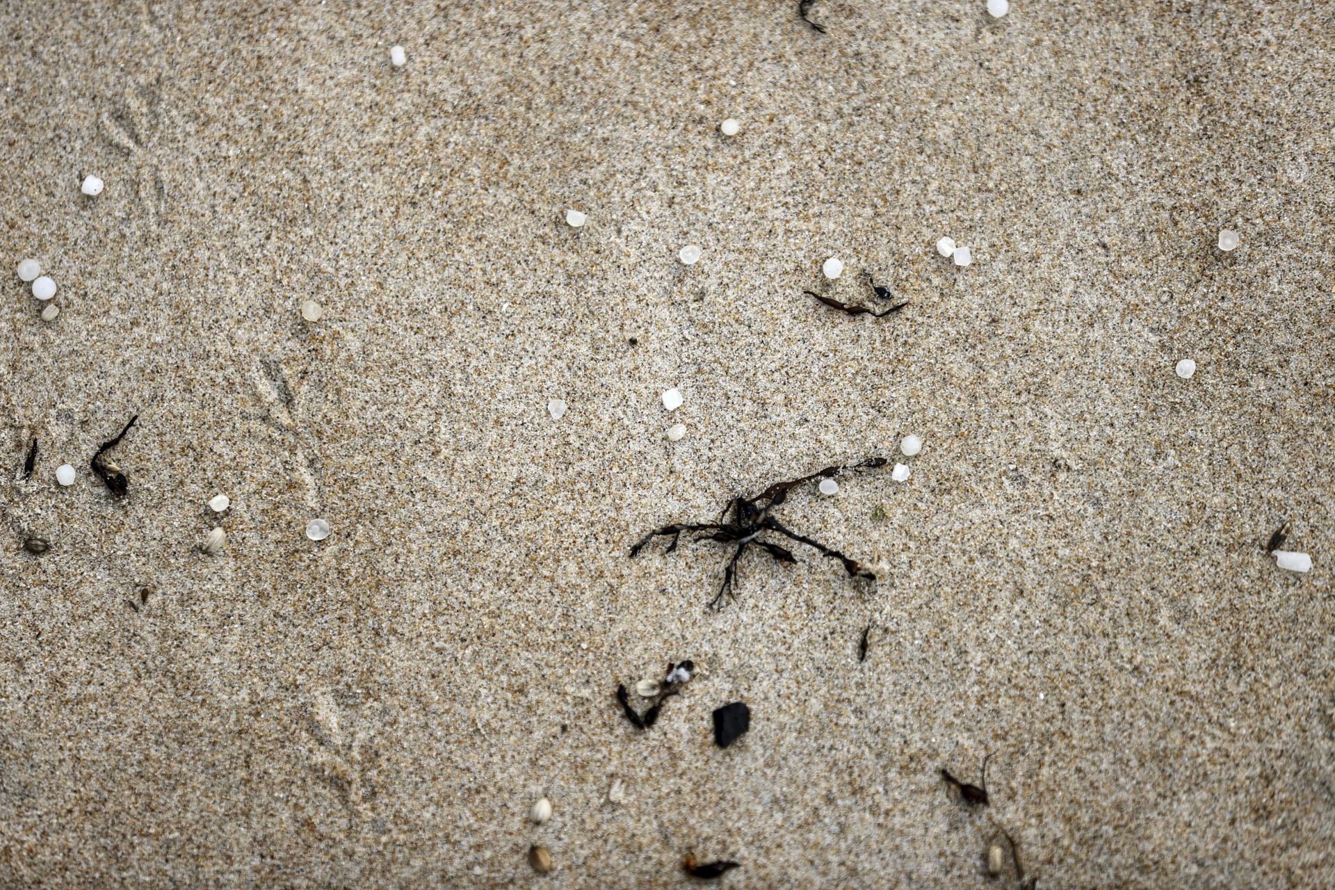 Tras casi dos años del vertido del buque ‘Toconao’ siguen apareciendo pellets de plástico en las playas gallegas