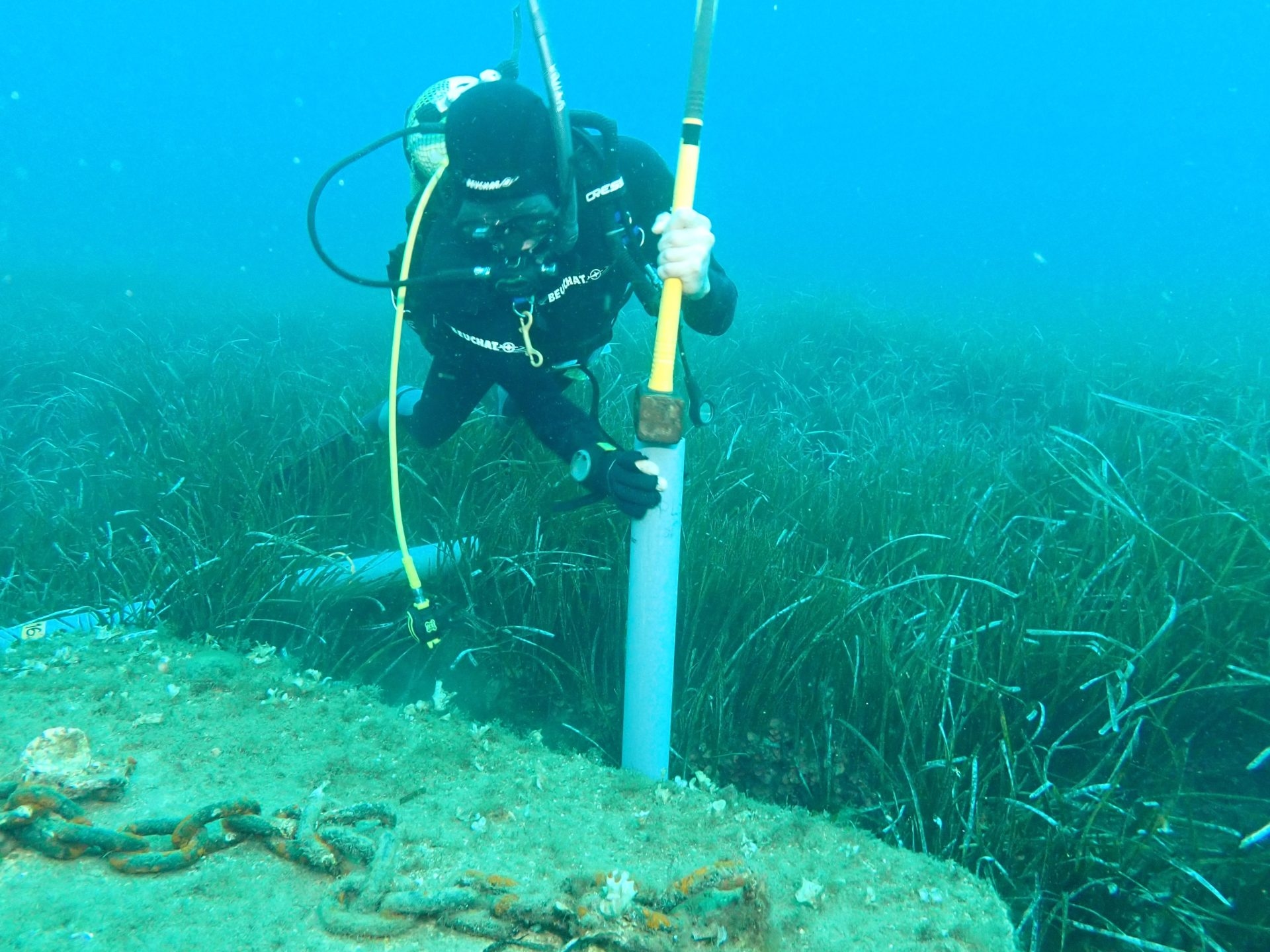 Sie erstellen das weltweit erste Inventar des in Seegraswiesen gespeicherten Kohlenstoffs.