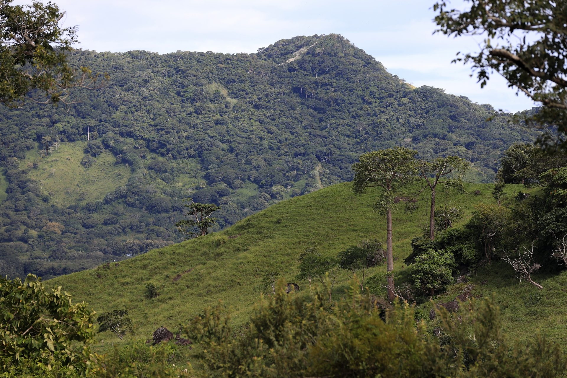 De acordo com um relatório da ONU, as mudanças climáticas, os incêndios e as pragas ameaçam a expansão das florestas globais.