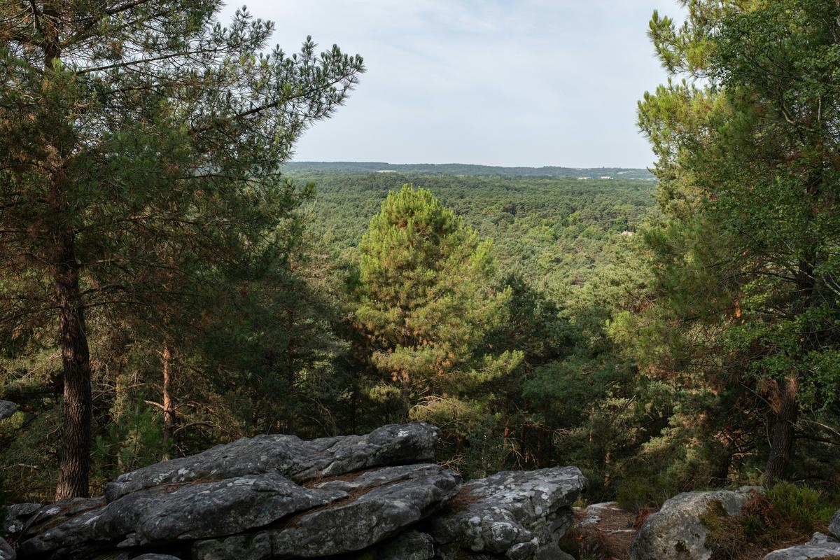 "A perfectly healthy tree can die in 15 days": how the Fontainebleau forest is transforming in the face of climate change