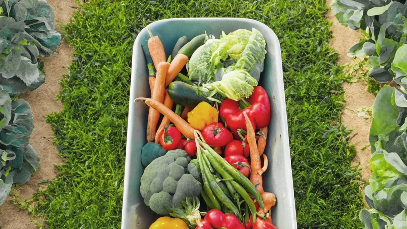Gleaning: this medieval tradition that allows people to gather fruits and vegetables for free