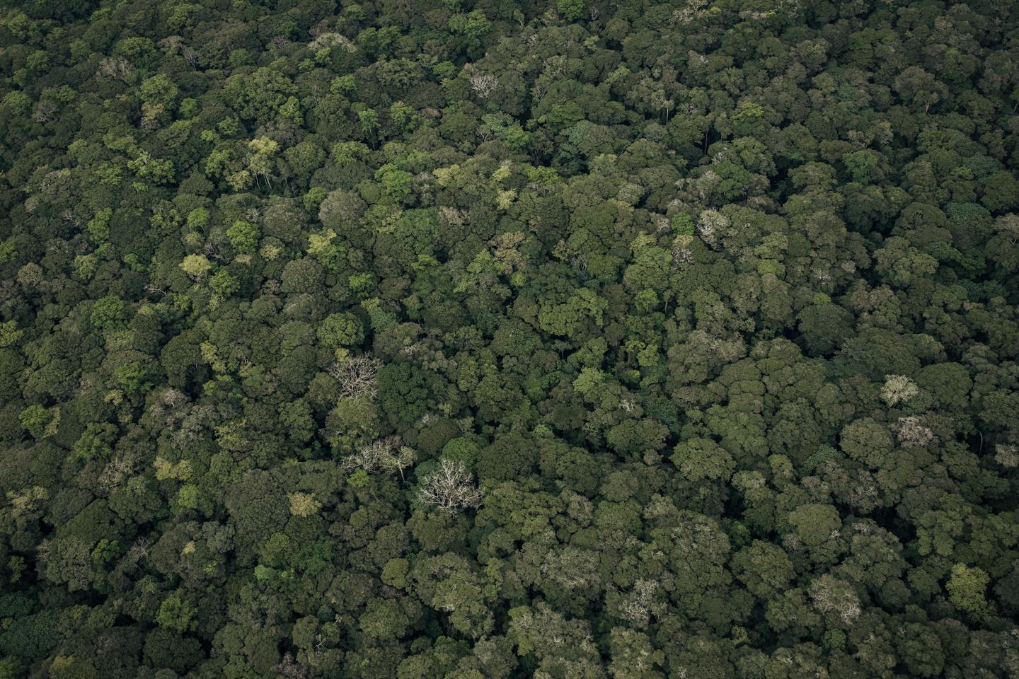 RDC: Estudo destaca “ilegalidades generalizadas” em projetos florestais de compensação de carbono