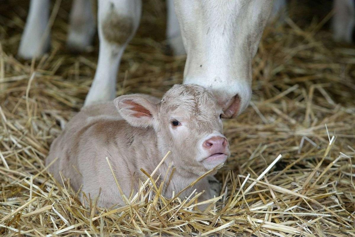 "We killed your mother": Four teenagers slit a cow's throat and slaughter its calf before sharing the images on social media