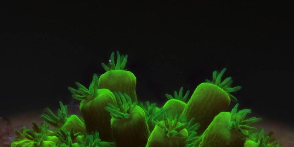 Restauración de arrecifes de coral con tecnología de imagen de alta precisión