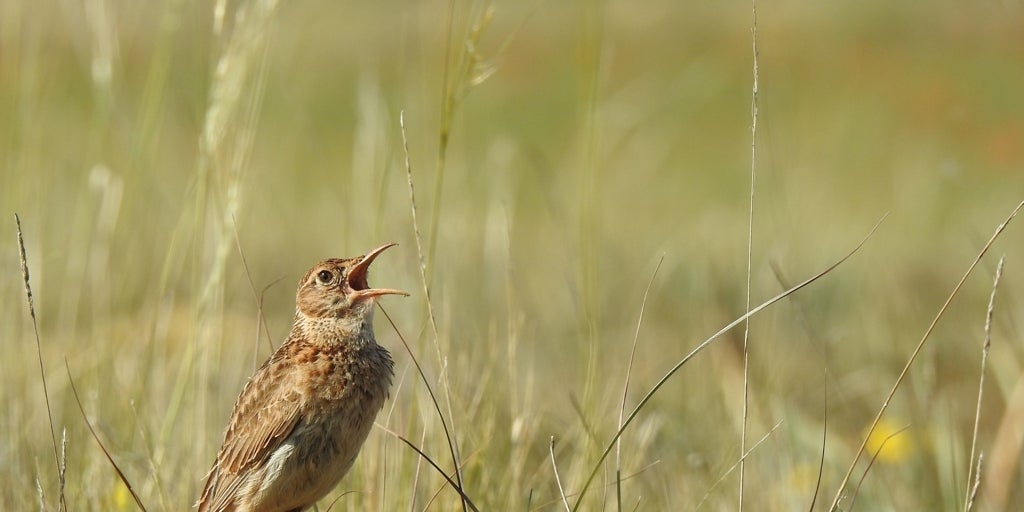 A cotovia de Dupont, à beira do abismo.