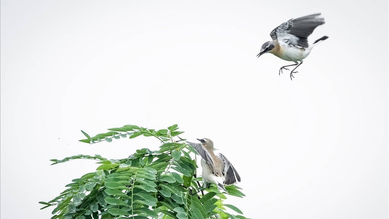 Defenderán el paraíso de las aves