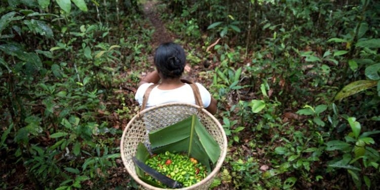 COP30: Il Brasile presenta un programma per recuperare le aree degradate dall'agricoltura.