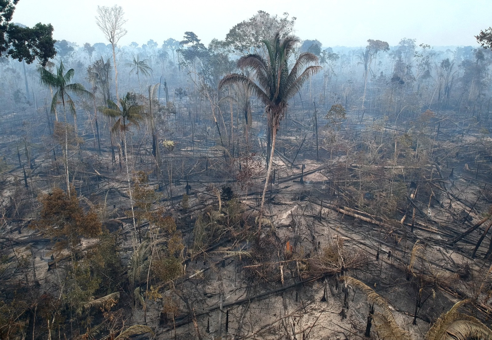 COP30 : c’est quoi ce fonds à 125 milliards de dollars présenté par Lula pour lutter contre la déforestation