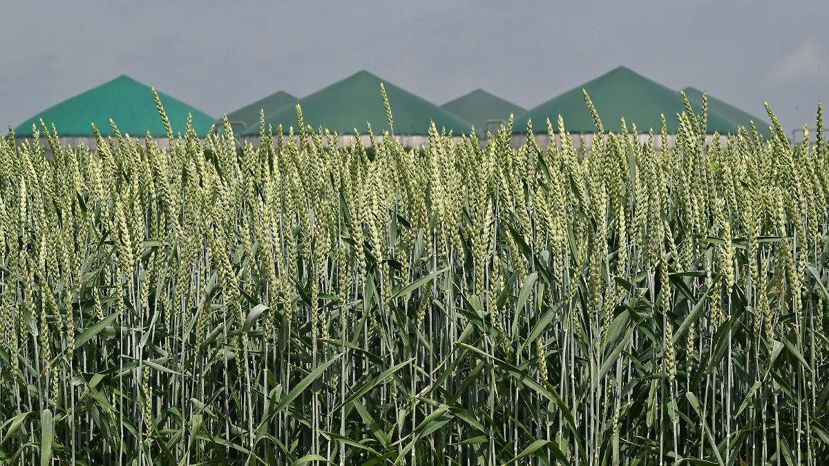 Wykorzystanie gnojowicy w celu przetrwania okresu słabego wiatru: „Biogaz działa tak samo jak elektrownie gazowe – jest o 50 miliardów euro tańszy”