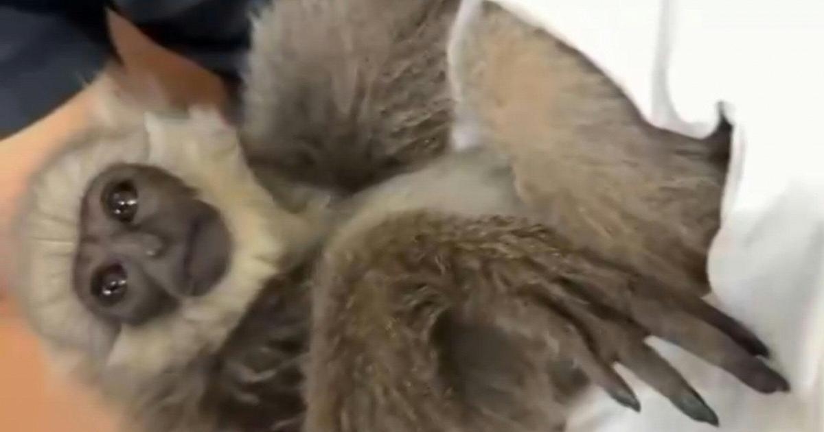 Deux singes découverts dans une valise à l'aéroport de Mumbai, un passager arrêté