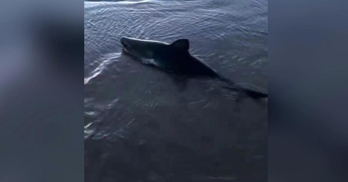 Usa, trova uno squalo spiaggiato e lo riporta in mare: il video del salvataggio