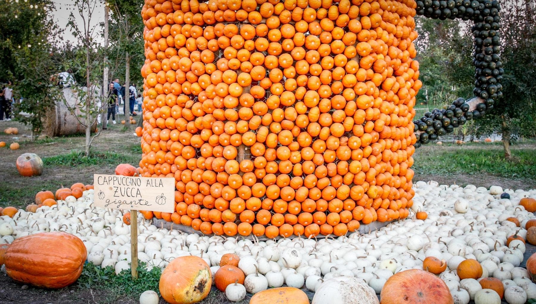 Les citrouilles peuvent accumuler plus de polluants que les autres légumes.