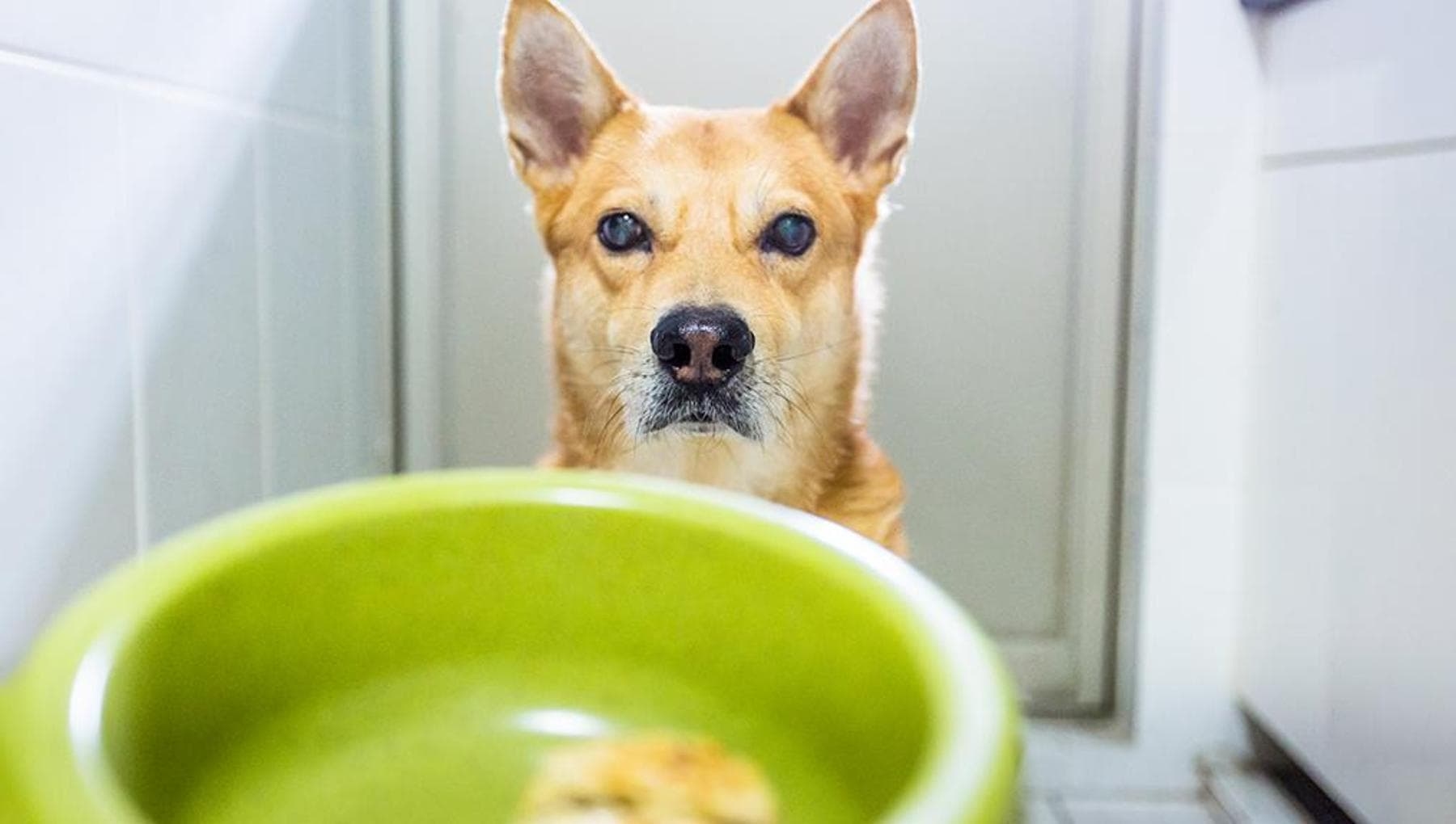 Contaminación: Cuando las mascotas se convierten en "centinelas" de nuestra salud