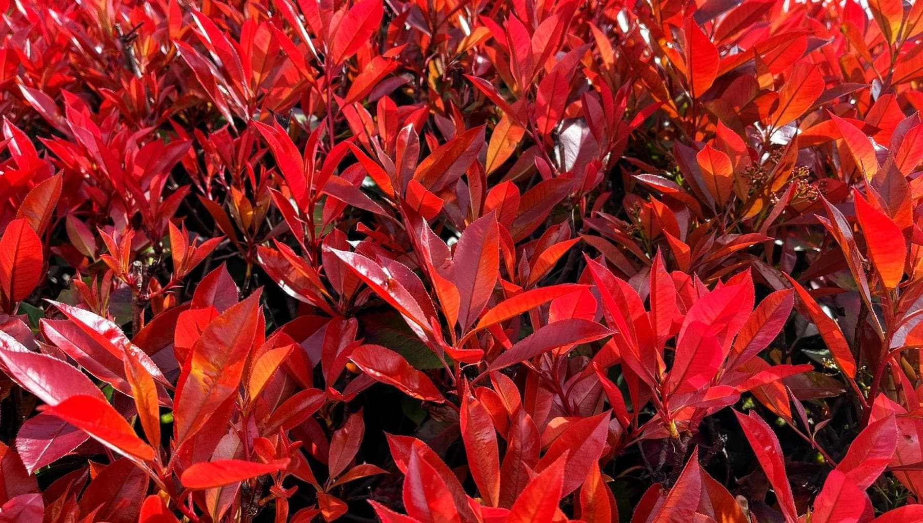 Photinia : Comment cultiver la plante qui change de couleur