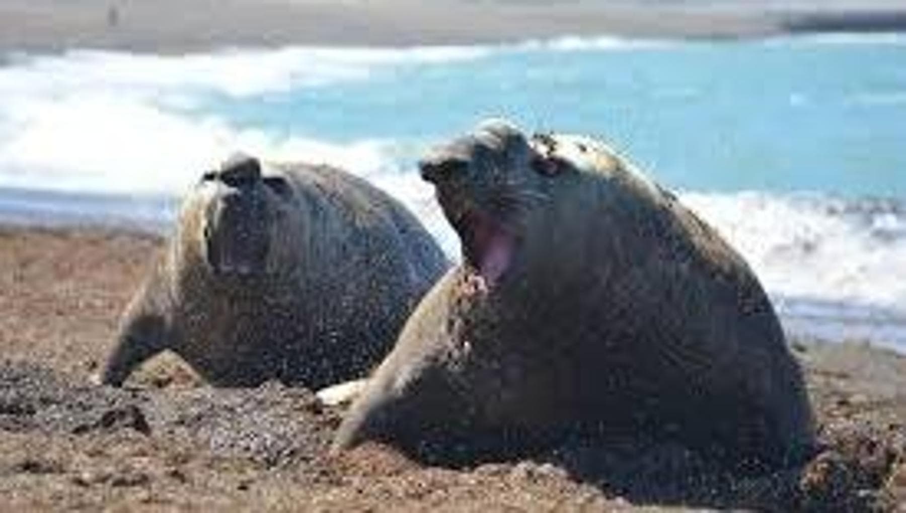 Vogelgriep doodt zeeolifanten in Patagonië